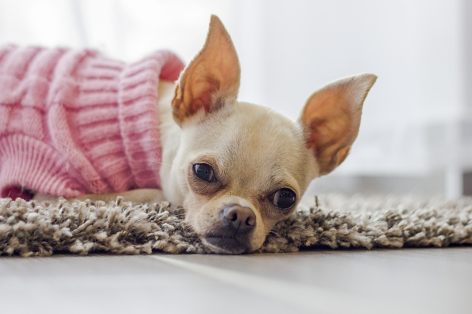 Image of a chihuahua Image of a chihuahua