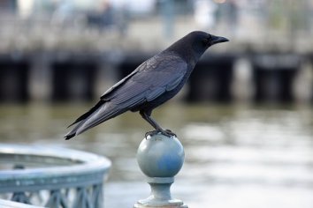 Image of a crow Image of a crow