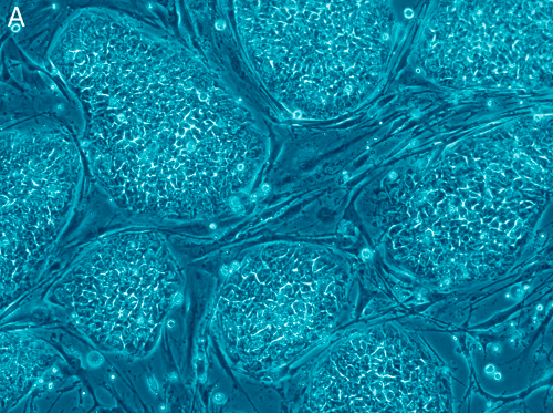 Embryonic Stem Cells