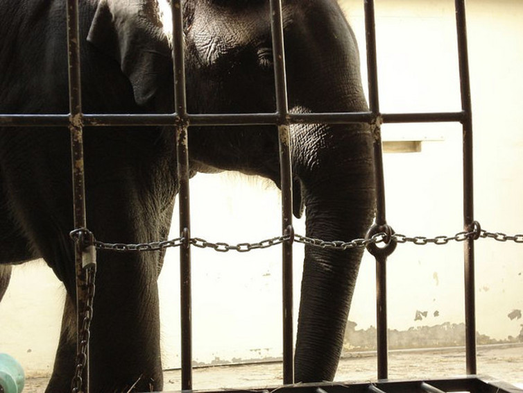 elephant with encaged