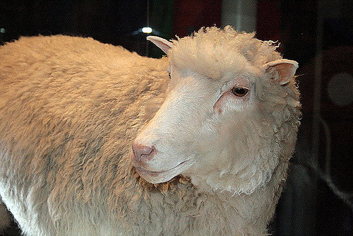 Dolly the sheep