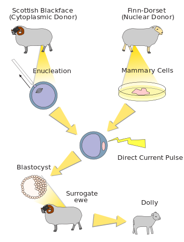 Scottish Blackface (Cytoplasmic Donor), Finn-Dorset (Nuclear Donor), Enucleation, Mammary Cells, Direct Current Pulse, Blastocyst, Surrogate ewe, Dolly 