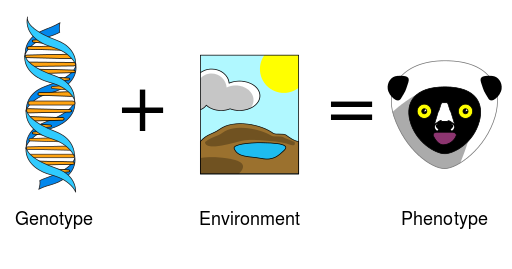 Genotype plus environment equals phenotype Genotype plus environment equals phenotype