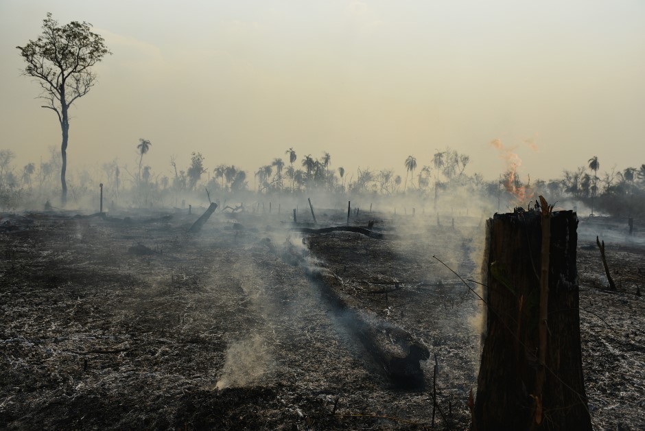 An image of rainforest loss