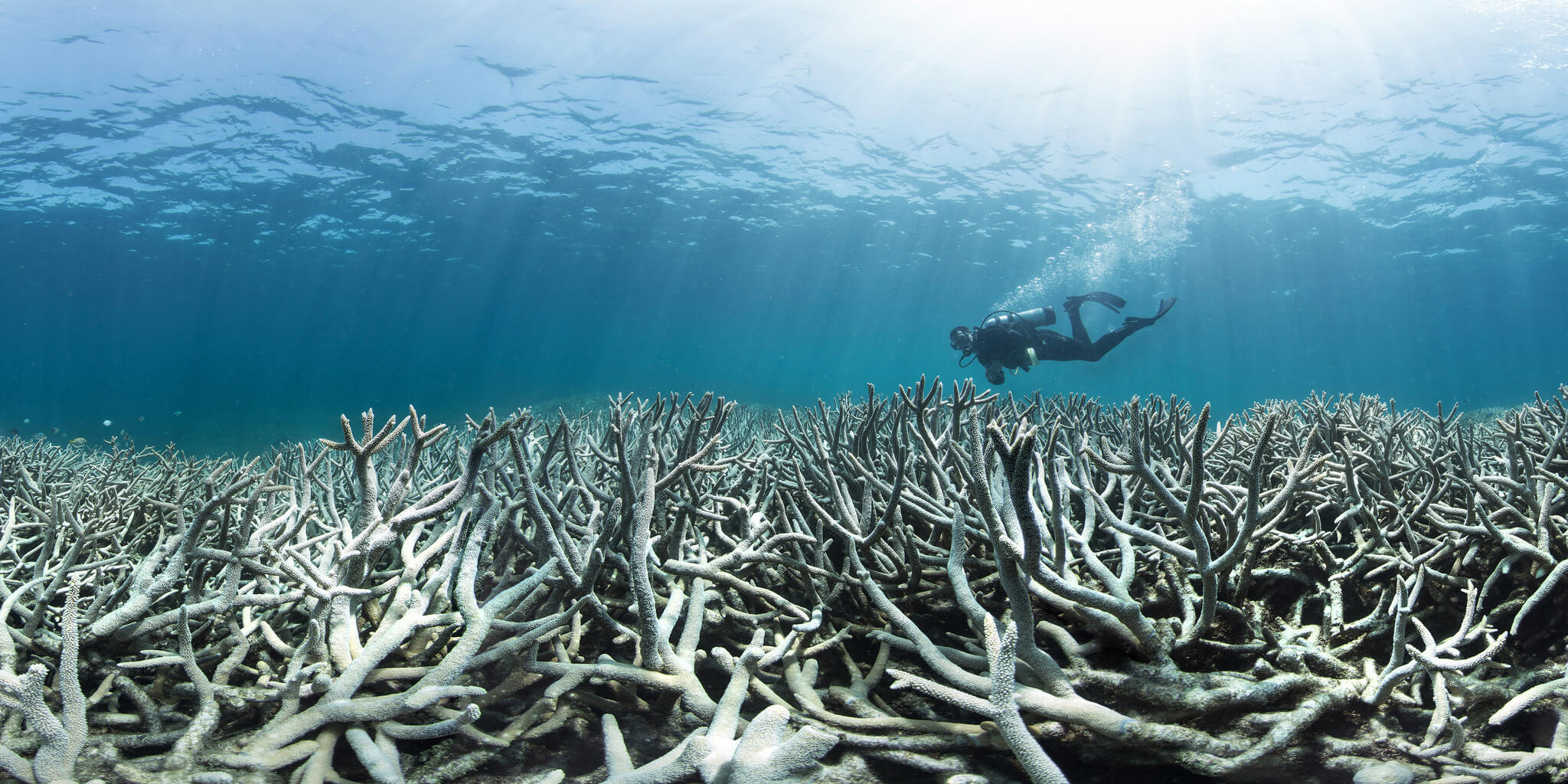 Coral bleaching at Heron Island Feb 2016_credit The Ocean Agency / XL Catlin Seaview Survey / Richard Vevers