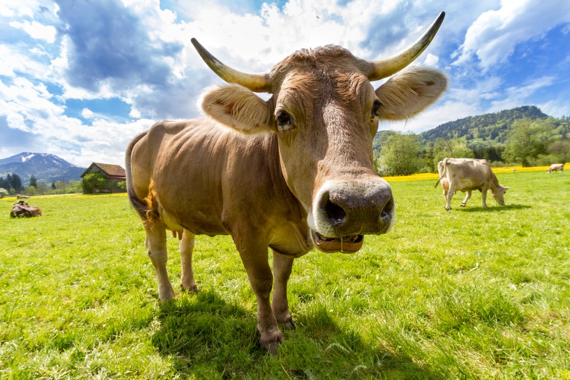 Cows in a field