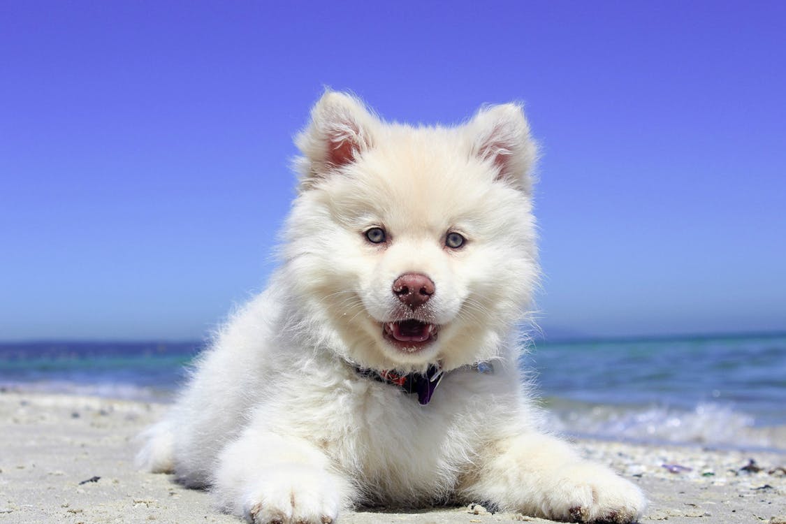 A white fluffy dog sitting on a sandy beach.