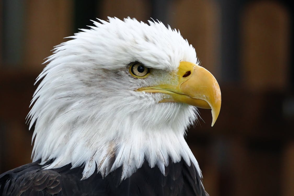 An American Eagle - close up of its head. 