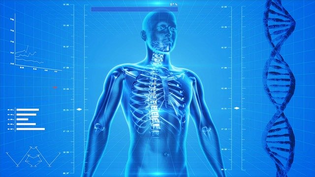 A vector of the human skeleton and DNA 