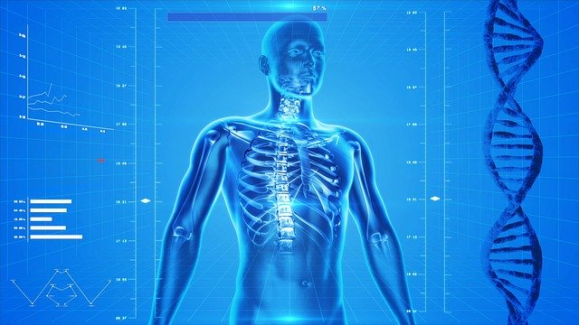 A vector of the human skeleton and DNA