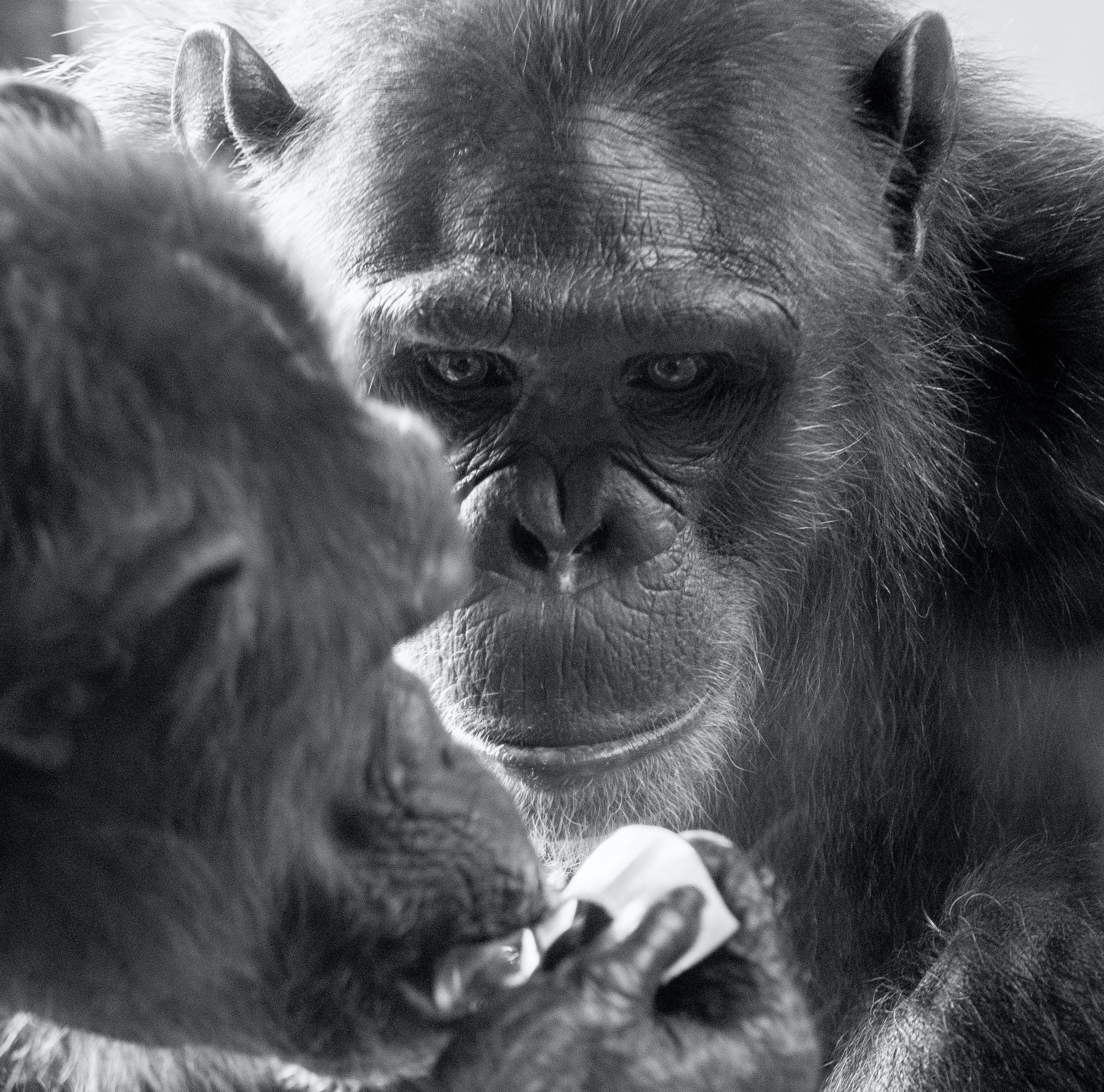 A close-up of two chimpanzees - one is holding something up to their mouth 