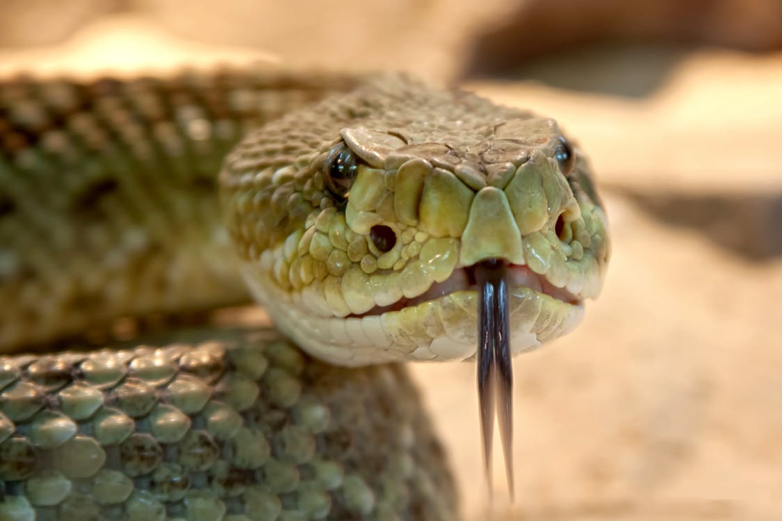 A close up of a rattlesnake with its tongue out. 