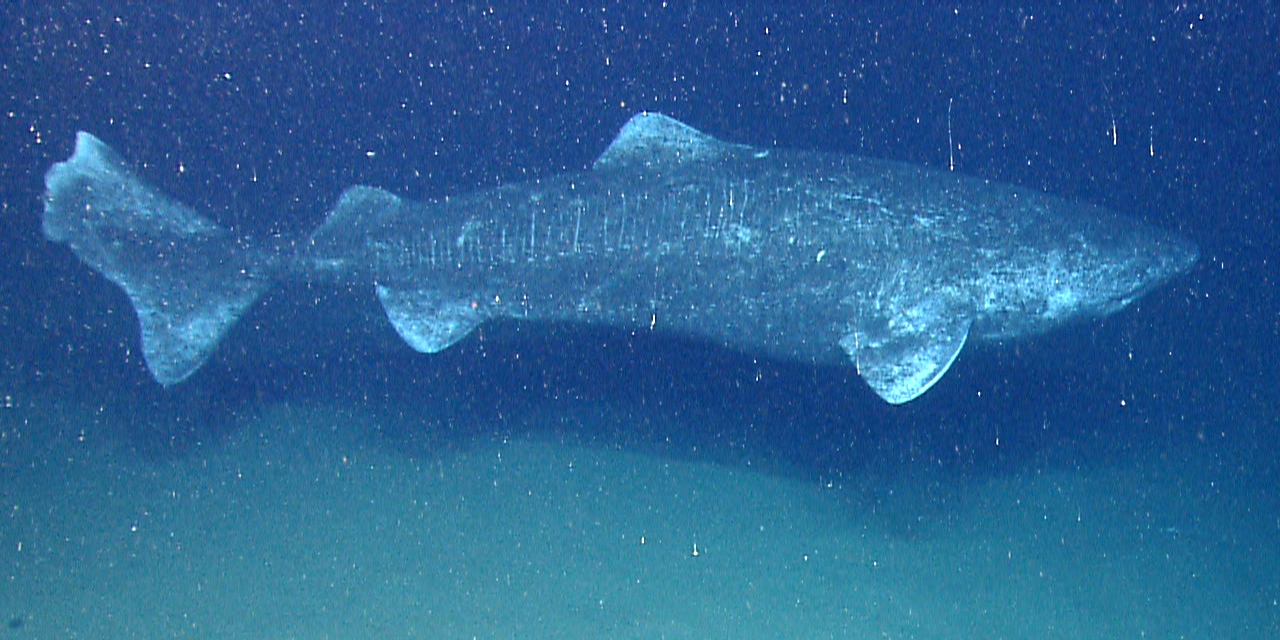 The Greenland Shark