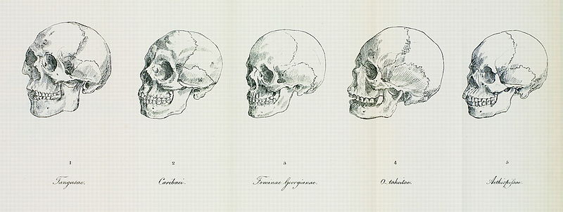 Illustration of Blumenbach’s five skulls