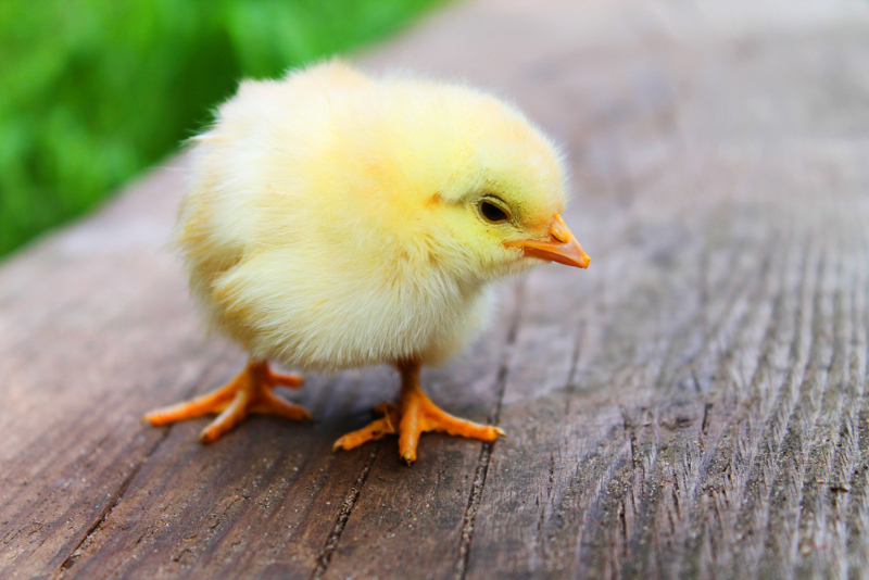 Little chick Little chick