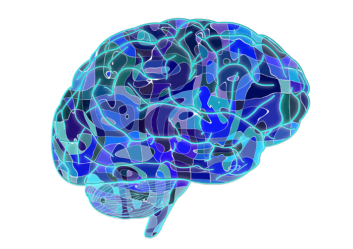 Animation of the brain Animation of the brain