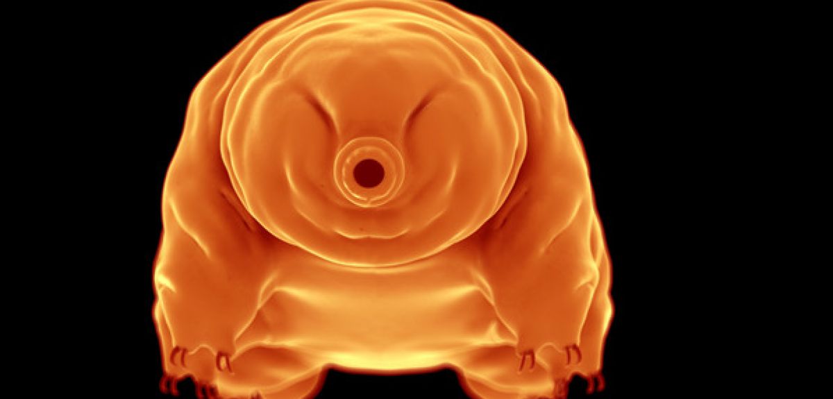 water bear